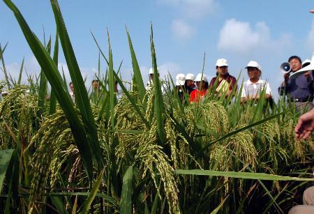 图片8月30日,一些农业技术推广员在安徽省肥东县龙塘镇田头查看即将