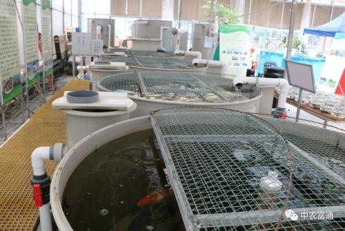 加快工厂化循环水养殖装备技术创新 助推水产养殖绿色高效发展