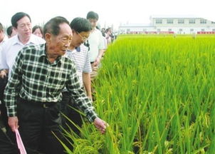 袁隆平 稻花香里说丰年 ,华北平原再创世界纪录