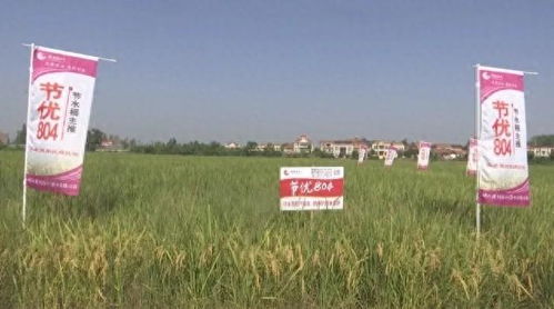 节水稻 绿 动黄陂 种粮大户组团学习农业新技术