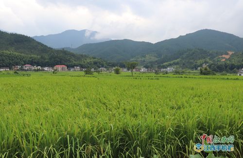 江西耘之谷农业科技发展扶贫产业基地揭牌 图